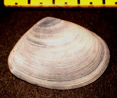 &copy;  Thijs de Boer